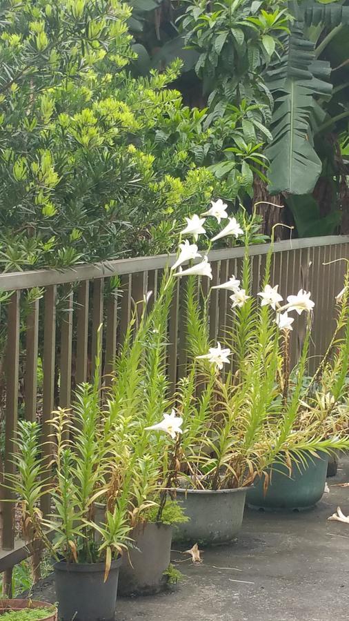 Fenglin A-Ma Homestay מראה חיצוני תמונה